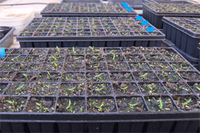 Plantación de mirto, Myrtus communis, en invernadero.