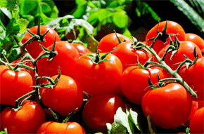 La investigación apunta que los compuestos de tomates rojos y lisos son más activos en la prevención del cáncer colorrectal.
