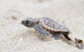 Un nuevo método permite identificar mejor el sexo en las crías de tortuga marina. / Florida Atlantic University