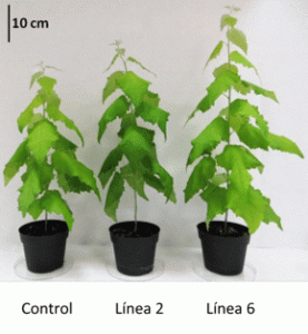 En la imagen se puede apreciar las diferencias de tamaño obtenidas en las plantas tratadas frente a la de control. /PLOS One