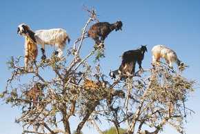 Las cabras trepadoras suben hasta las copas de los arganes para consumir sus hojas, pero también benefician al árbol de otra manera. / H. Garrido/EBD-CSIC