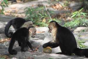 Ejemplares de mono capuchino intentando abrir un fruto. / Brendan Barrett, UC Davis.