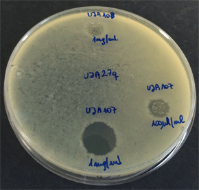 Un ensayo con las bacterias, donde se observa la zona en que no crecen por acción del compuesto