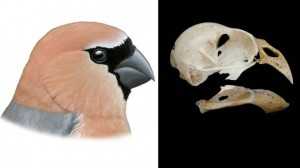Reconstrucción de Pyrrhula crassa (izquierda) y cráneo reconstruido (derecha). / Pau Oliver