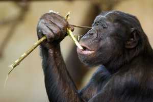 Los bonobos son una de las dos especies que componen el género de los chimpancés. / Jeroen Kransen