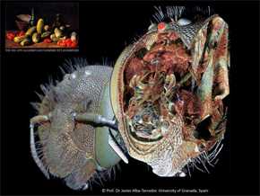 Estudio anatómico de la cabeza de una abeja albañil, comparándolo con una obra de arte, en este caso un bodegón del pintor Luis Egidio Meléndez