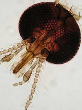 Detalle de la cabeza del mosquito Culicoides (CSIC)