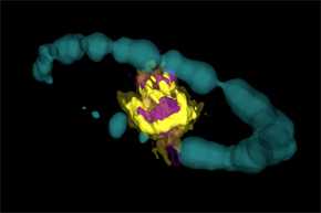 Remanente de la supernova 1987A observado por ALMA. El área morada representa las emisiones de las moléculas de SiO; el amarilla corresponde a la emisión de las moléculas de CO. El anillo azul corresponde a datos del telescopio espacial Hubble (H-alpha) artificialmente representados en 3D. / ALMA /ESO /NAOJ/ NRAO)/ R. Indebetouw