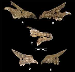 Cráneo fósil de Canis othmanii sp. nov. (OS10-02): A) vista lateral derecha; B) vista medial derecha; C) vista oclusal; D) vista medial izquierda; E) vista lateral izquierda. Escala: 5 cm. / IPHES