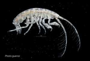 La nueva especie de crustáceo de los fondos marinos de Galicia Photis guerrai / José Antonio Peñas (SINC)