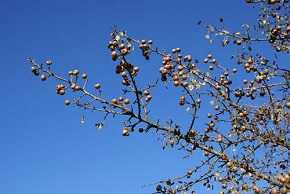 Ramas de piruétano en fruto, Parque Nacional de Doñana. /Foto: José M. Fedriani