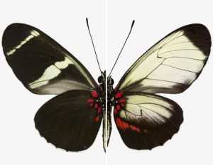Patrones de alas de una mariposa Sara Longwing normal (izquierda) comparada con una mariposa mutante generada con CRISPR (derecha) en l Instituto Smithsonian de Investigaciones Tropicales de Panamá / Richard Wallbank / Smithsonian Institution and University of Cambridge