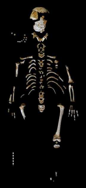 Esqueleto del niño neandertal recuperado en la Cueva de El Sidrón. / Grupo de Paleoantropología MNCN - CSIC
