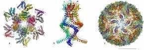 Ejemplos de estructuras atómicas de biomoléculas conseguidas con criomicroscopia electrónica : a) proteína que controla los ritmos circadianos, b) sensor auditivo y c) virus del Zika. / The Royal Swedish Academy of Sciences