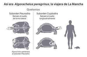 Diferencias morfológicas entre Cryptodira (tortugas terrestres, marinas y de agua dulce) y Pleurodira (de ríos y ambientes costeros). La tortuga viajera pertenece a este último grupo. / José Antonio Peñas