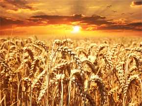 La nueva variedad de trigo está exenta de las proteínas causantes de la enfermedad celíacaLa nueva variedad de trigo está exenta de las proteínas causantes de la enfermedad celíaca