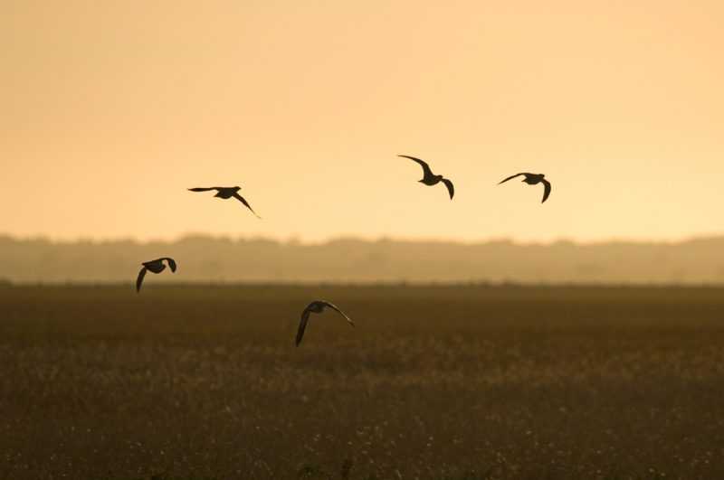 Fotografía de un grupo de grajillas volando.