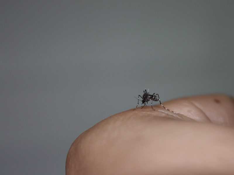 Fotografía de un mosquito en primer plano sobre la mano de una persona.