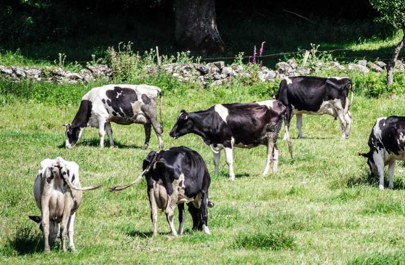 Fotografía de un grupo de vacas pastando. / Imagen: UCO.