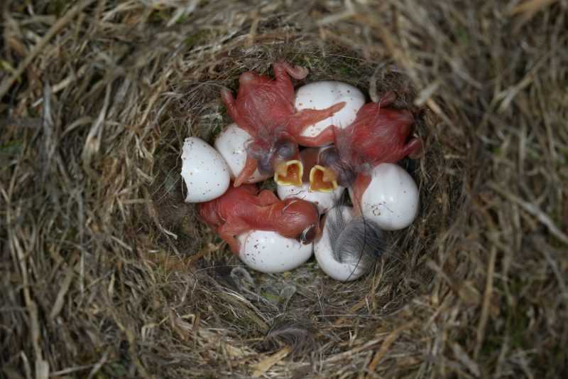 Imagen de unos pollos de herrerillo común fotografiados en una de las cajas nido situadas en la zona de estudio de Sierra Nevada. / Fotografía realizada por Jorge Garrido Bautista.