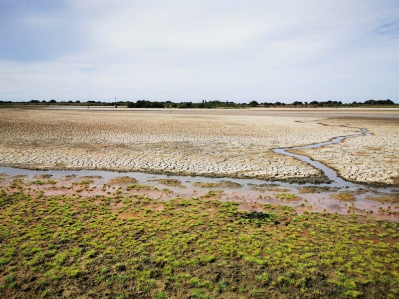 Vista del último charco de agua de la laguna de Santa Olalla el día 31 de agosto. / Estación Biológica de Doñana (EBD/CSIC)