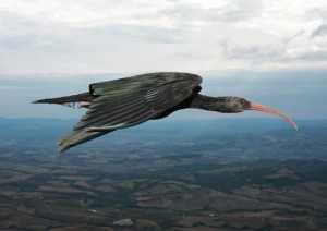 Ibis eremita (`Geronticus eremita´) durante el vuelo. / Markus Unsöld.