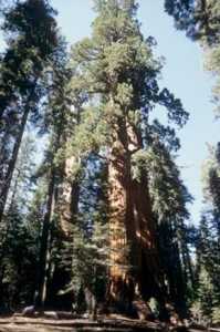 Varios ejemplares de Sequoia sempervirens, un árbol perennifolio muy longevo (entre 2.000 y 3.000 años) y uno de los organismos más altos conocidos (alcanza los 115 metros de altura sin incluir las raíces). / Miguel A. de Zavala