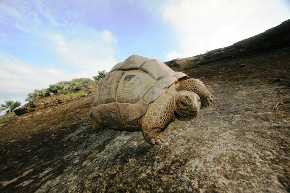 Tortuga gigante aldabra (`Aldabrachelys gigantea´), introducida en Round Island (Islas Mauricio) para sustituir a la extinta tortuga gigante local. / Nik Cole