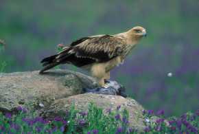 A pesar de la mejora de sus poblaciones en los últimos años, el águila imperial ibérica está catalogada Vulnerable a nivel mundial y En Peligro en nuestro país © Tatavasco Images