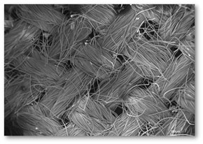  Tela de carbón activo sobre la que se han cultivado las células madre de cordón umbilical.