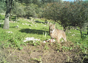 Un lince ibérico (Lynx pardinus) apodado "Felix", junto a los restos de un cordero. / German Garrote