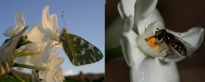 Insectos polinizando flores de Narcissus papyraceus al tomar polen (derecha, mosca de la familia Syrphidae) y néctar de la base del tubo floral (izquierda, mariposa de la familia Pieridae). / R. Santos-Gally