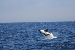 Este equipo de investigación a confirmado que las orcas que en ocasiones se ven en el Algarve son los mismos individuos que se suelen ver en el Estrecho de Gibraltar. / CIRCE. 