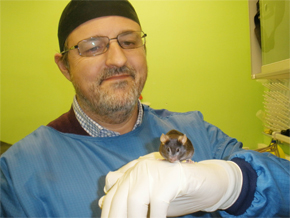 El profesor Guillermo López Lluch, del Centro Andaluz de Biología del Desarrollo, sostiene uno de los ratones alimentados con manteca de cerdo en el laboratorio